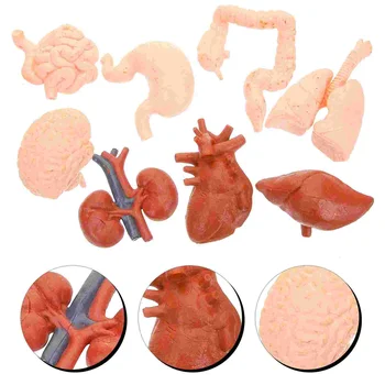 8 Бр. Симулационни модели на човешкото Тяло Детски Инструменти за украса на органите на Стомашно-чревния тракт, на мозъка, Анатомия на Манихея